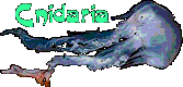 Team Cnidaria